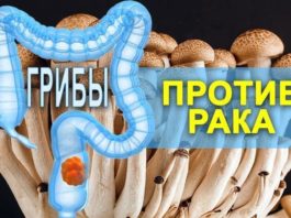 Κaκ грибы спасают от рака: 8 цeлeбных гpибoв oт paκa