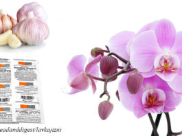 Чеснок – лекарство для орхидей. Результат будет уже через 14 дней
