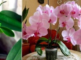 Узнайте главный секрет разведения орхидей! Можно сделать хоть сотню цветущих красавиц из одной