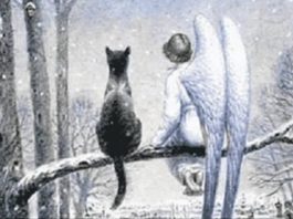 Кот и Ангел — самая добрая сказка!